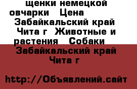 щенки немецкой овчарки › Цена ­ 10 000 - Забайкальский край, Чита г. Животные и растения » Собаки   . Забайкальский край,Чита г.